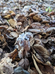 Hypomyces cervinigenus