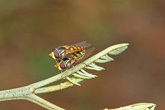 Simosyrphus