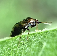 Deraeocoris nebulosus