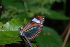 Dismorphia theucharila