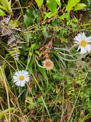 Celmisia spectabilis lanceolata