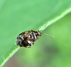 Deraeocoris nebulosus