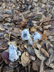 Hypomyces cervinigenus