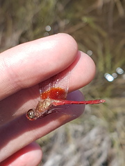 Erythrodiplax famula