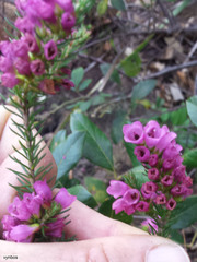 Erica abietina constantiana