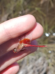 Erythrodiplax famula