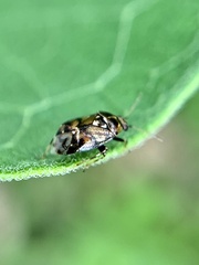 Deraeocoris nebulosus