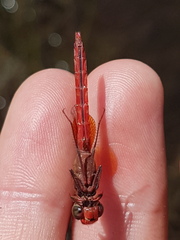 Erythrodiplax famula