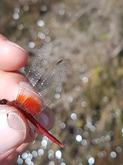 Erythrodiplax famula