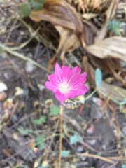 Sidalcea oregana spicata