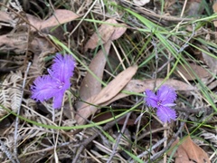 Thysanotus tuberosus
