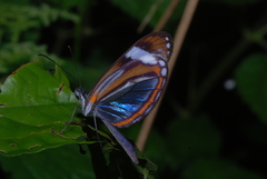 Dismorphia theucharila
