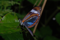 Dismorphia theucharila
