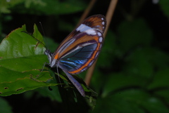 Dismorphia theucharila