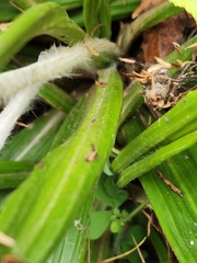 Celmisia spectabilis lanceolata