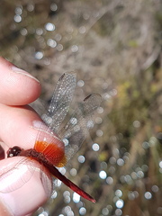 Erythrodiplax famula