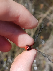 Erythrodiplax famula