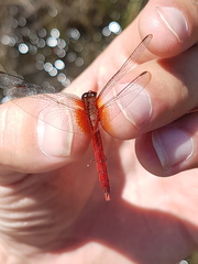 Erythrodiplax famula