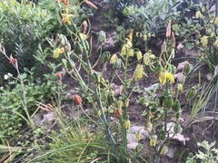 Albuca flaccida
