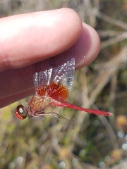 Erythrodiplax famula