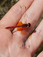 Erythrodiplax famula