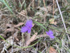 Thysanotus tuberosus