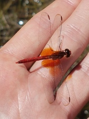 Erythrodiplax famula