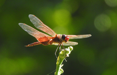 Tramea stenoloba