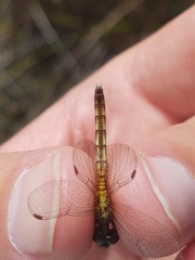 Erythrodiplax basalis