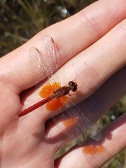 Erythrodiplax famula