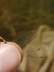 Erythrodiplax basalis