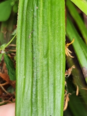 Celmisia spectabilis lanceolata