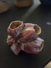 Megabalanus tintinnabulum