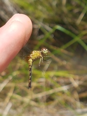 Erythrodiplax basalis