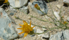 Adenophyllum cooperi