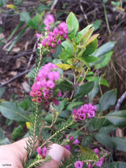 Erica abietina constantiana
