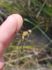 Erythrodiplax basalis