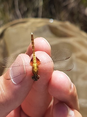 Erythrodiplax basalis