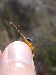 Erythrodiplax basalis