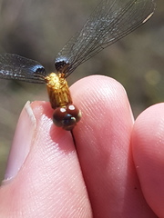 Erythrodiplax basalis