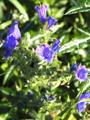 Echium creticum