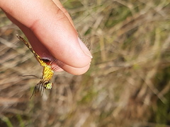 Erythrodiplax basalis