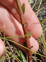 Noterophila bivalvis