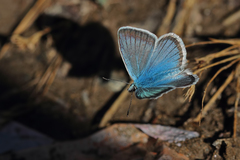 Polyommatus iphicarmon