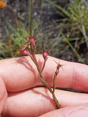 Noterophila bivalvis