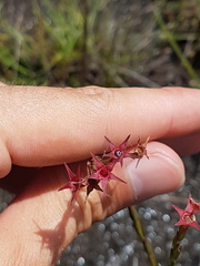 Noterophila bivalvis