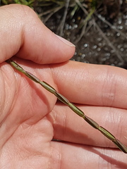 Noterophila bivalvis