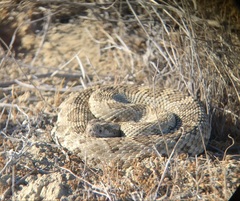 Crotalus oreganus