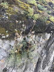 Phlojodicarpus sibiricus