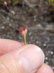 Noterophila bivalvis